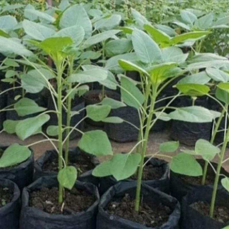 

bibit bunga matahari jumbo