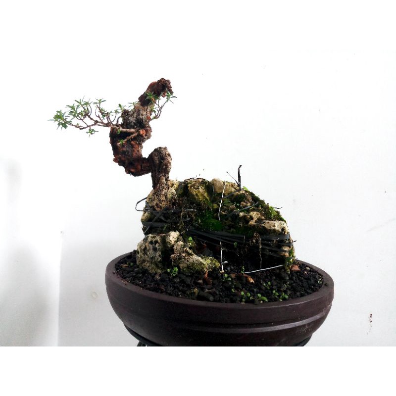 Bonsai Santigi karang on the rock ori REAL PICT