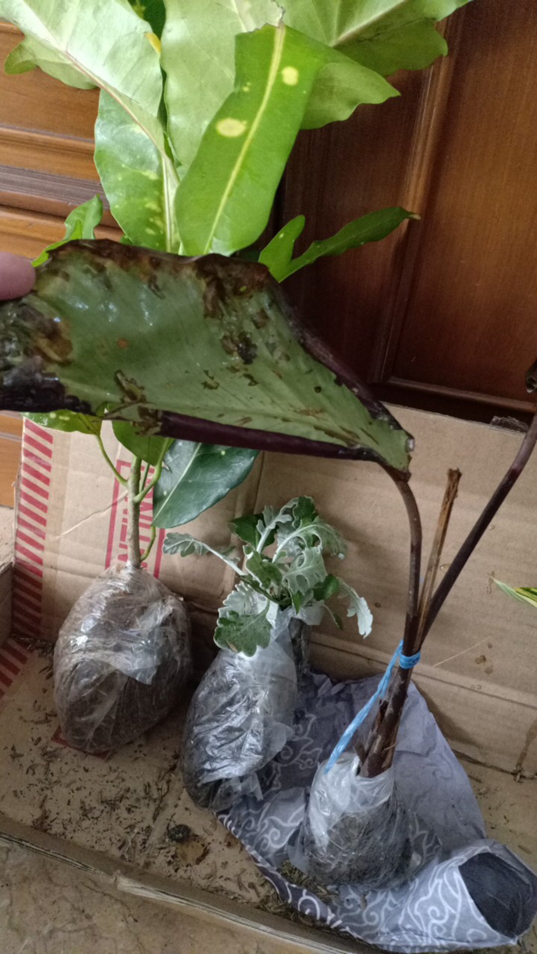 Tanaman Calathea Silver