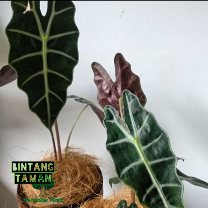 Tanaman hias caladium amazon - keladi amazon