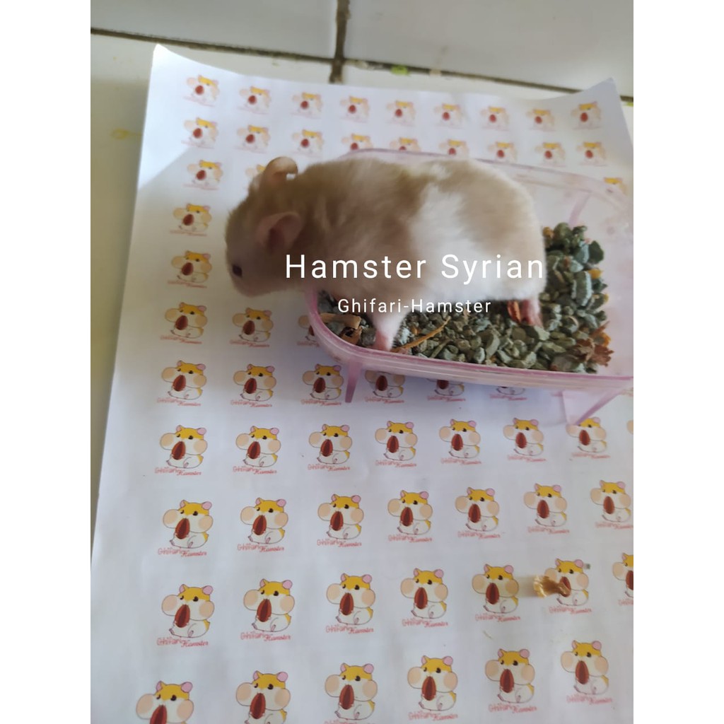 HAMSTER SYRIAN JINAK Lucu