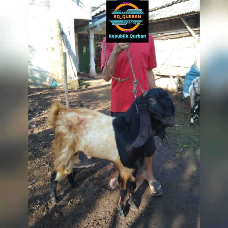 

Qurban kambing kurban 2022 untuk idul adha(area jabodetabek)