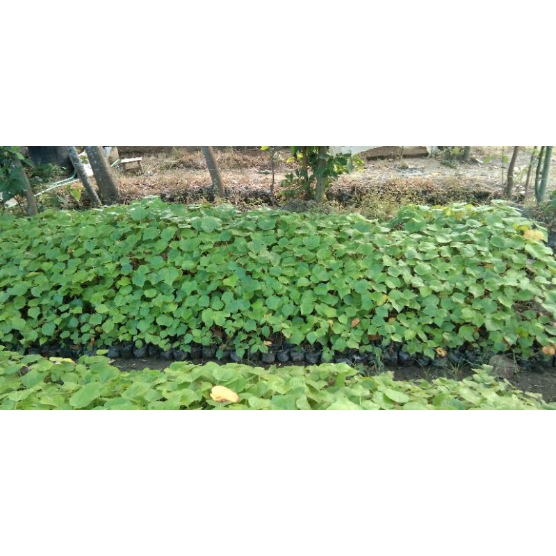 BIBIT TANAMAN POHON BALSA KAYU BALSA BERKWALITAS