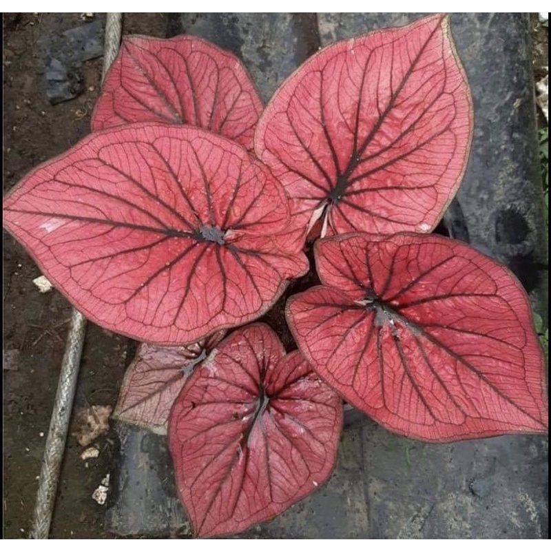 KELADI NEW HYBRID MERAH mirip mascota - keladi H33