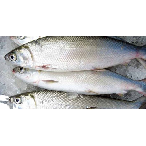 

Ikan Bandeng Super per ekor (0.35 kg)