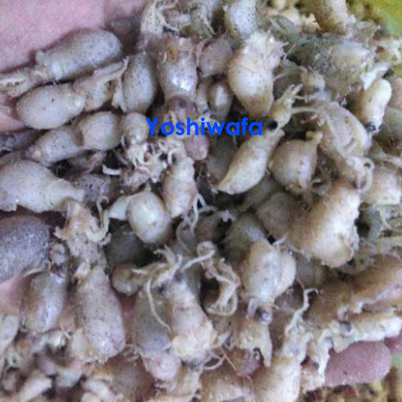

100G BABY CUMI PREMIUM GRADE A CUMI KERING