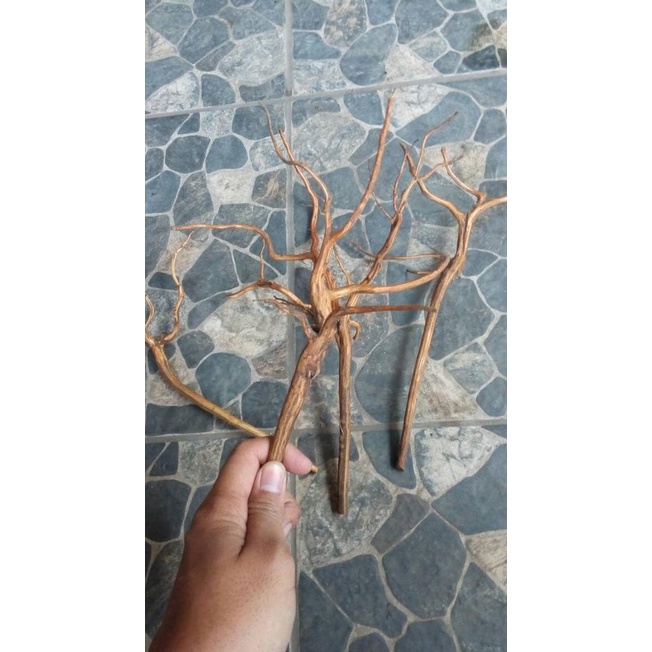 Kayu aquascape rasamala S kupas herbscp92 Buru Order