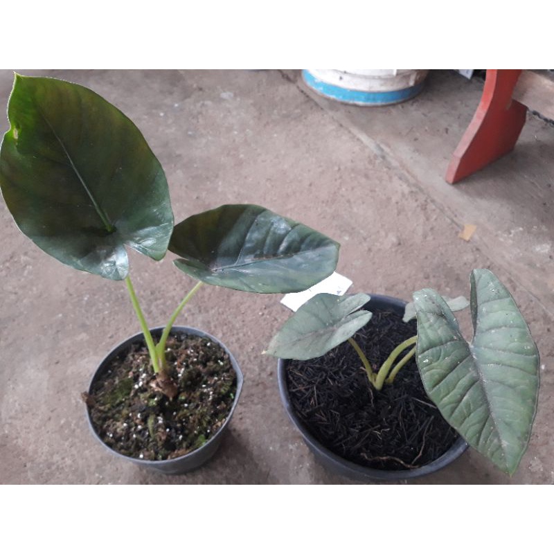 alocasia arifolia dan bisma