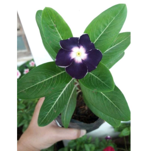 Vinca Ningrum Ab