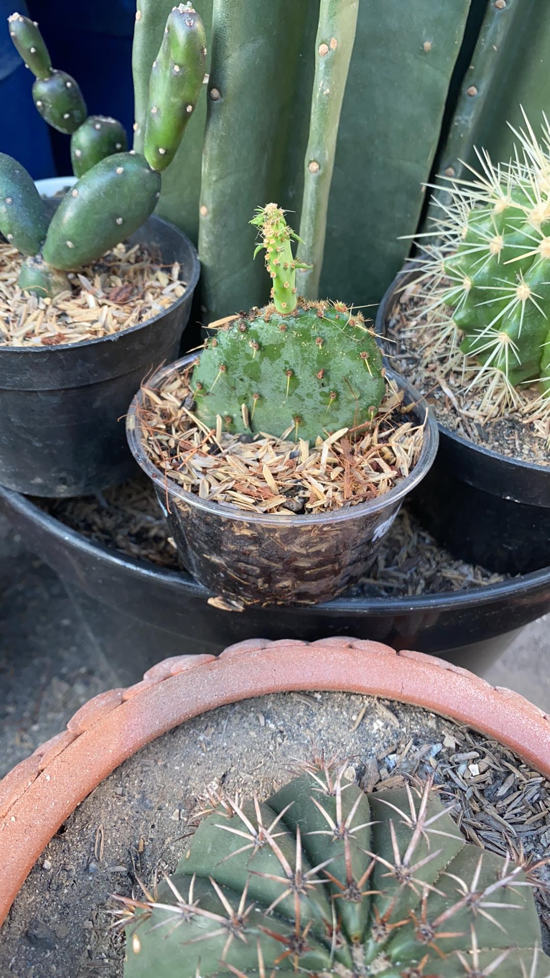 Sukulen Dan Kaktus Mini (kaktus Centong Biru / Opuntia Robusta)