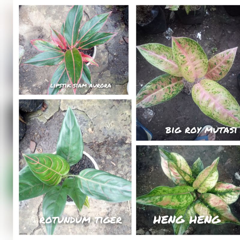 paket aglonema murah aglonema lipstik pink.rotundum tiger. big roy. heng heng