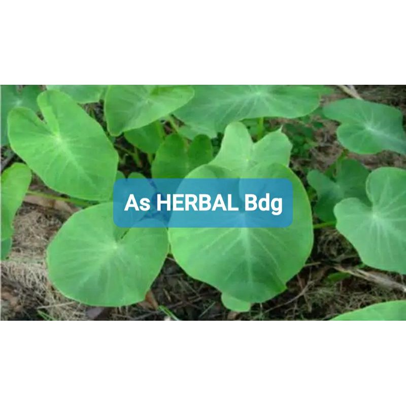 

Daun Talas Segar 1 Kg / sayur talas-az