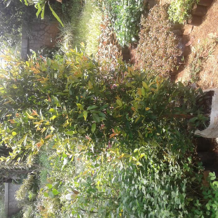 Tanaman Pucuk Merah Besar