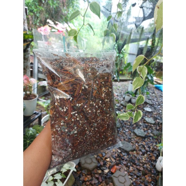 Media Tanam Monstera Variegata