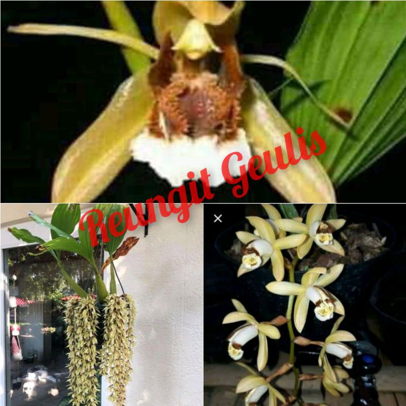 Promo spesial paket anggrek coelogyne spesies 3 jenis - paket anggrek spesies