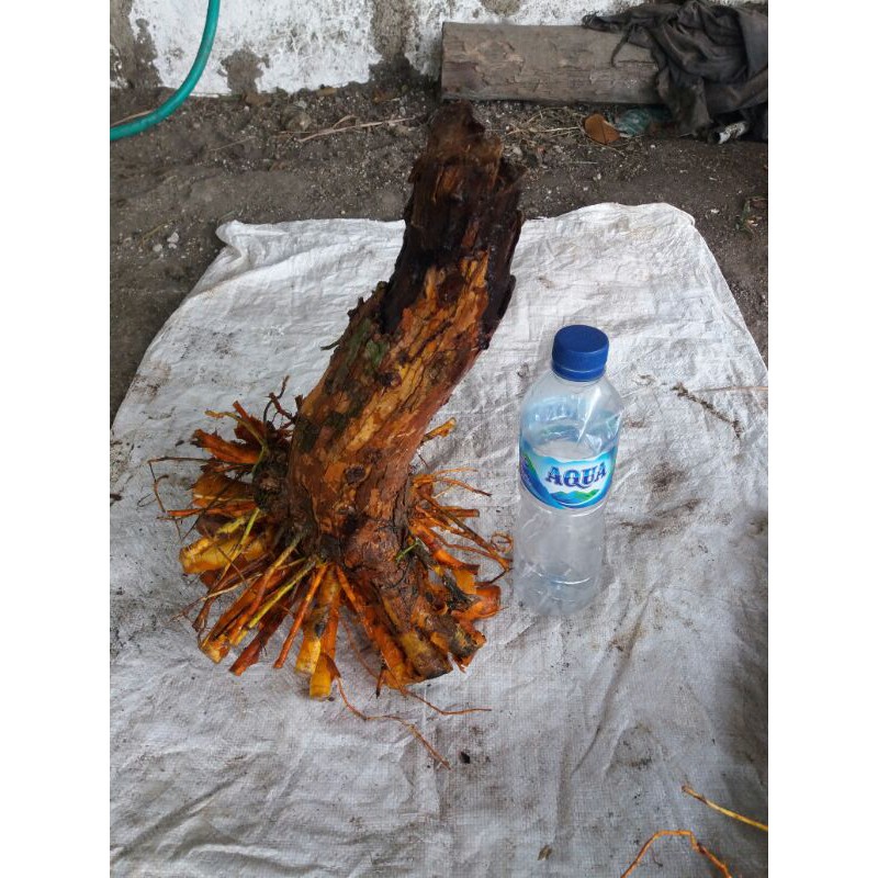 dongkelan sisir kaliage terbaru