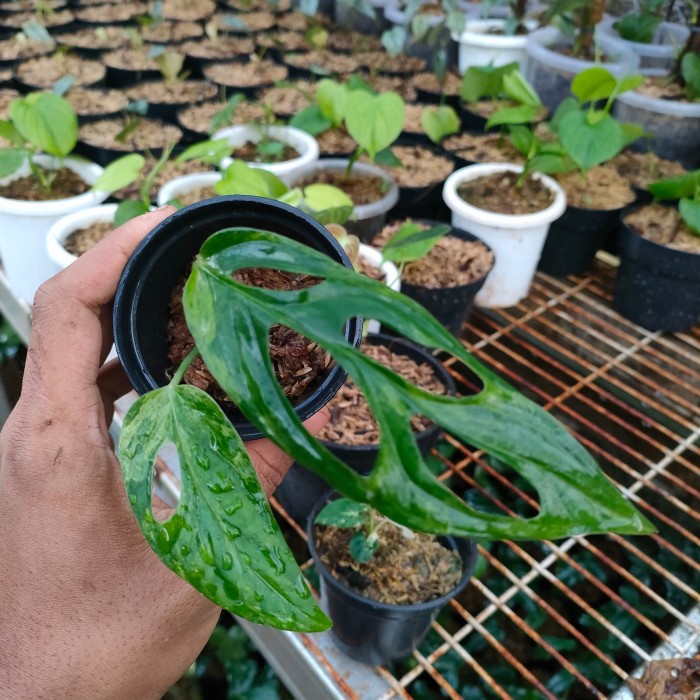 Janda Bolong lokal variegata
