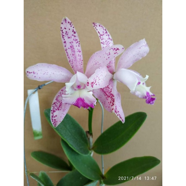 cattleya tianmu sesame x intermedia var corollea