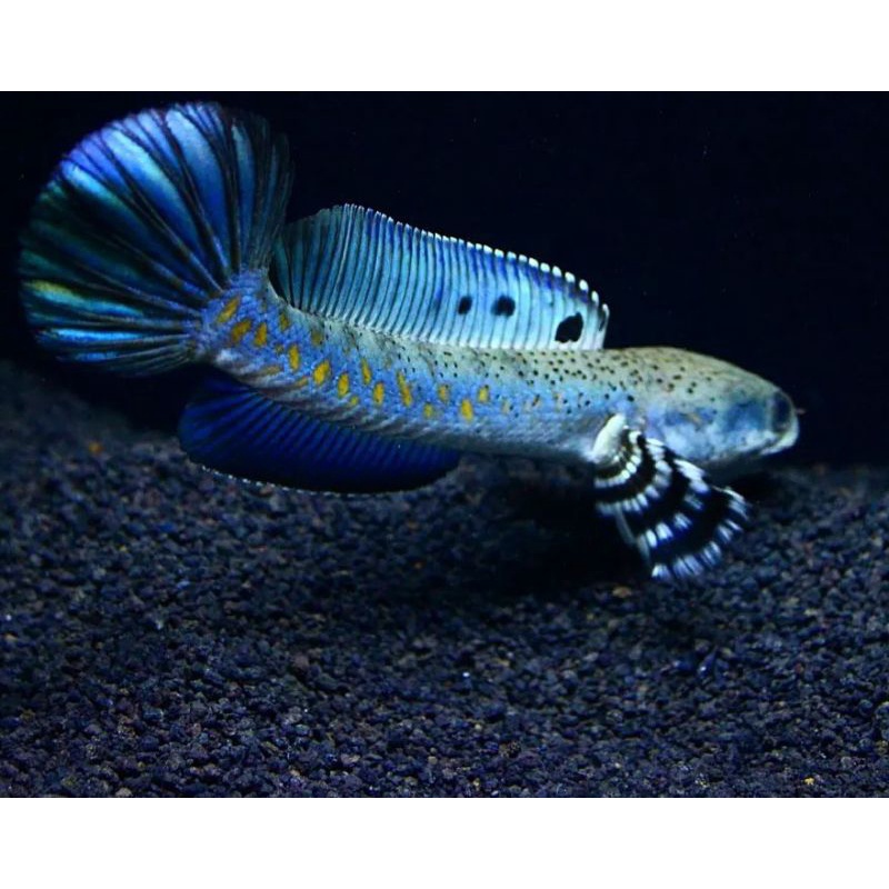 essen blue pulcra kualitas mewah 6-15cm