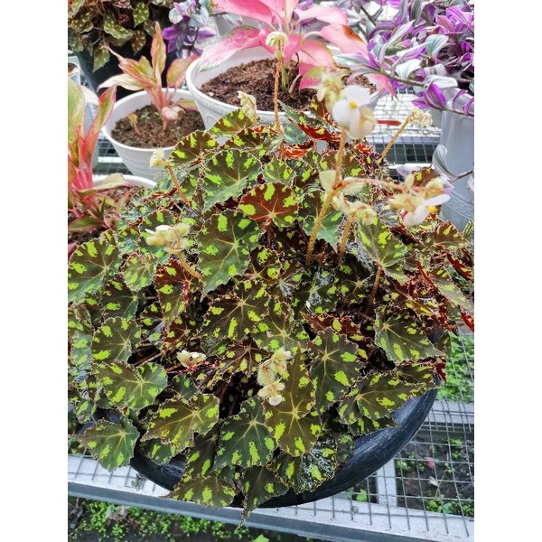 tanaman hias begonia Tiger cub indukan