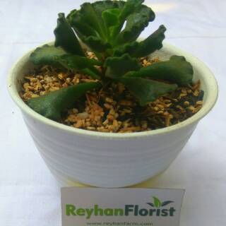 Pot tanaman dan bunga bentuk tawon uk 10 Shopee Indonesia Pot tanaman dan bunga bentuk tawon uk 10 Shopee Indonesia