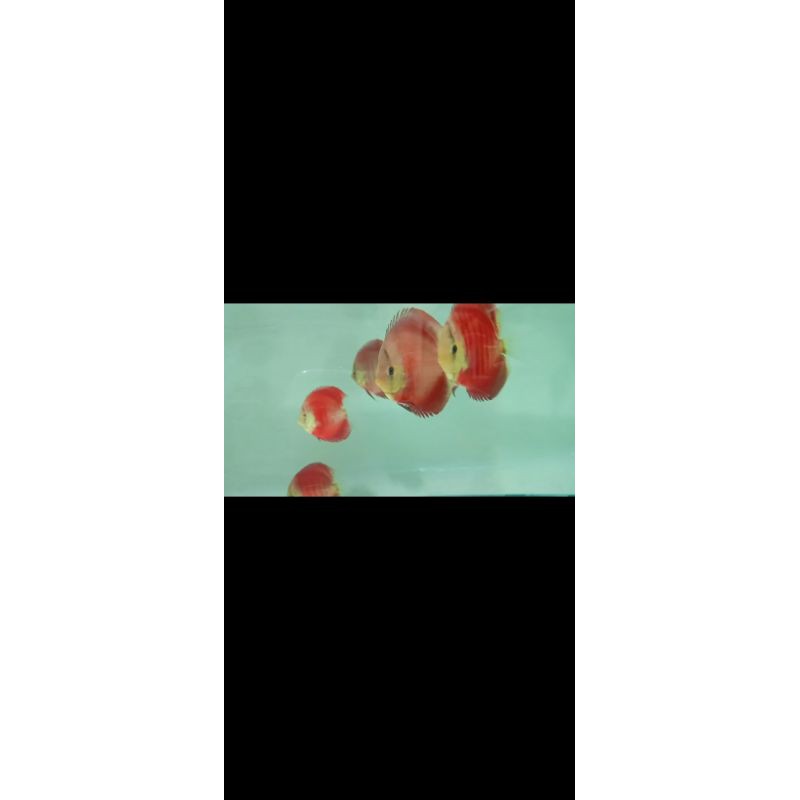 discus sunmerah size 3in