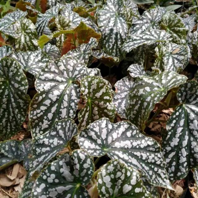 Tanaman indoor begonia polkadot silver - begonia - begonia Maya - begonia maculata