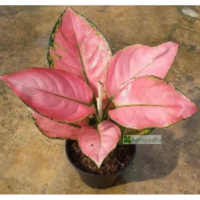 Bunga AGLONEMA PINK ANJAMANI  Rimbun seperti gambar Cantik nan Unik