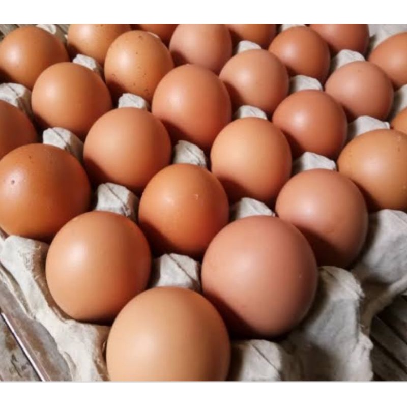 

Telur Ayam
