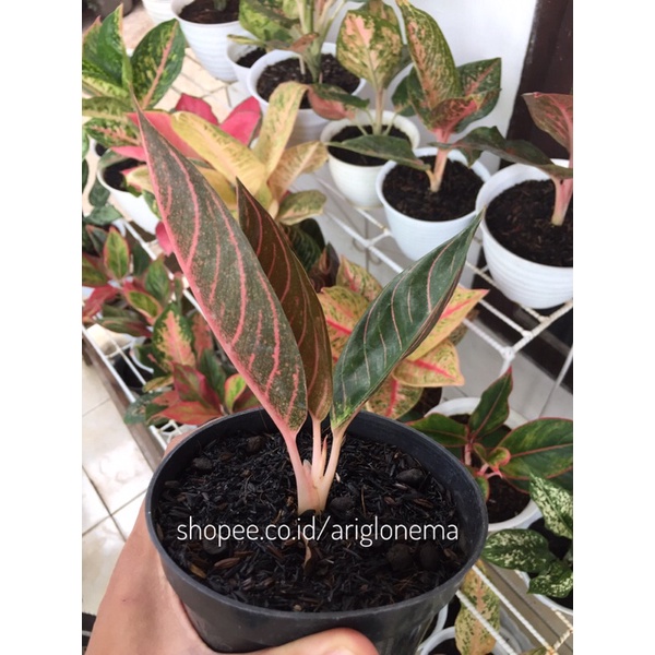 aglaonema pride of sumatera | pos | aglonema redsum | red sumatra remaja foto asli