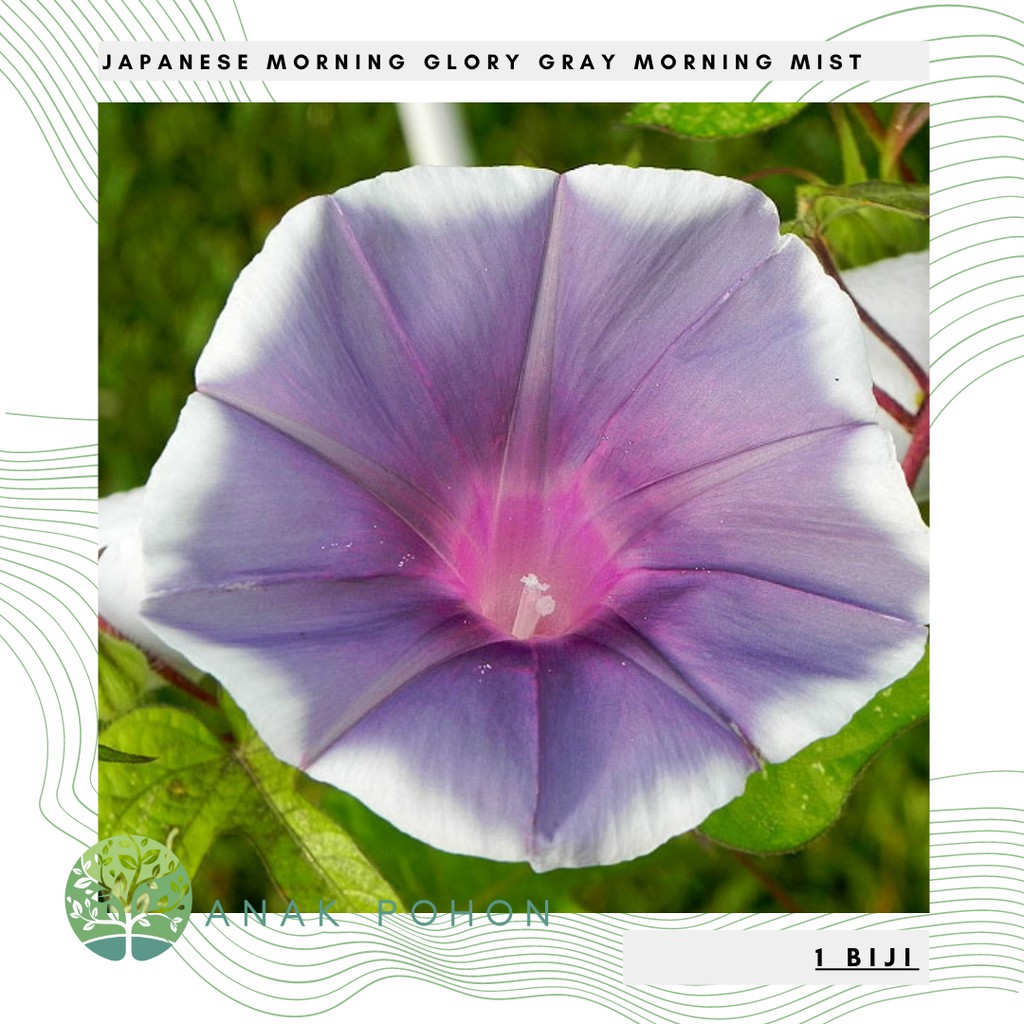 Benih Bibit Biji - Bunga Japanese Morning Glory Gray Morning Mist (Ipomoea Nil) Flower Seeds