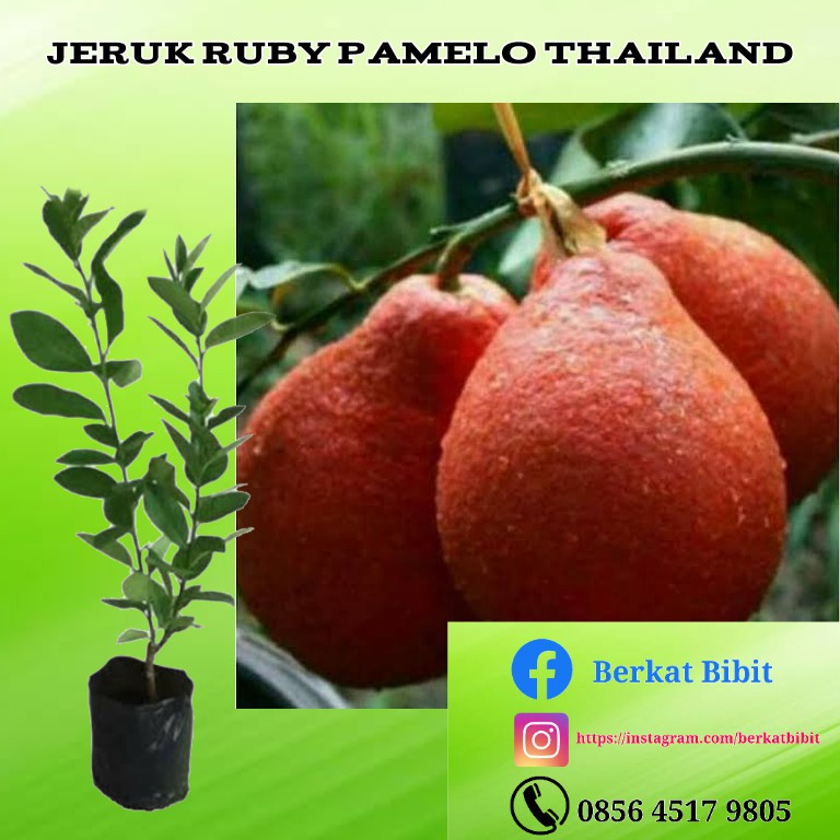 Tanaman Pamelo Merah / Red Pamelo