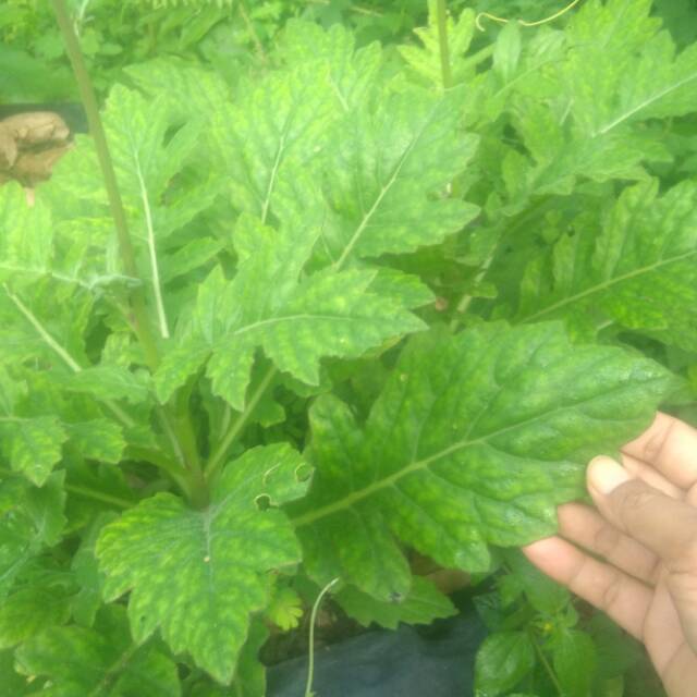 

Daun dewa segar atau basah berat bersih 1kg