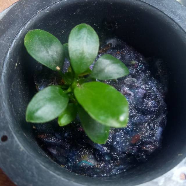 Anubias petit