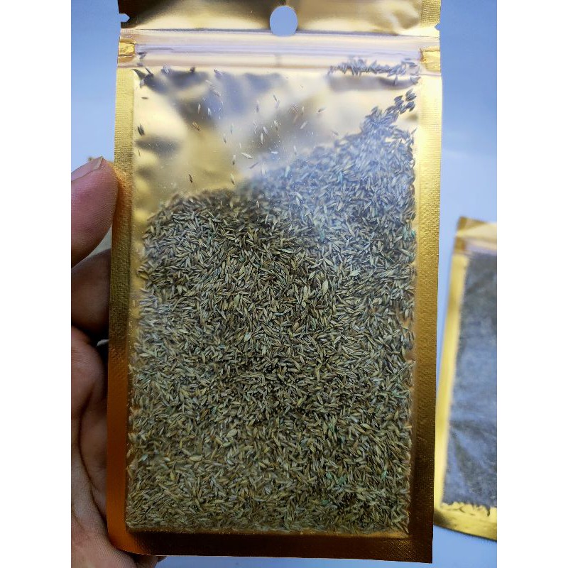 Jual Bibit tanaman Aquascape High Grass Carpet Seed Tanaman Karpet