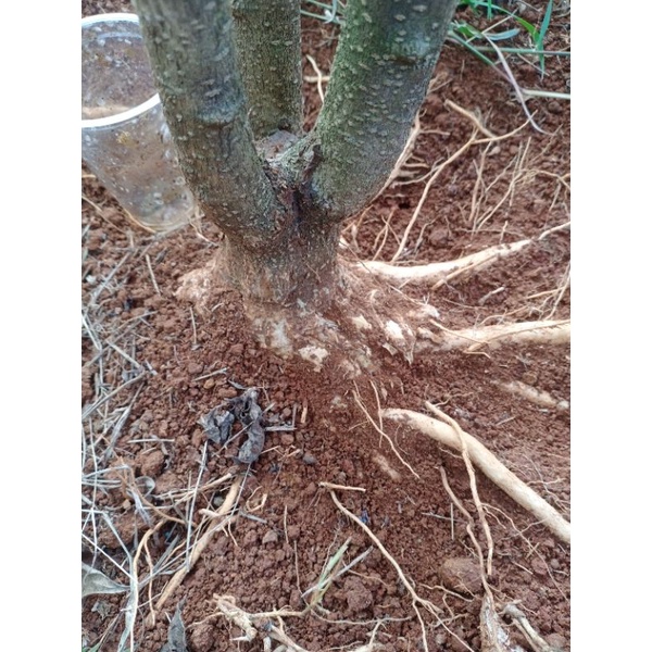 bahan bonsai anting putri anput