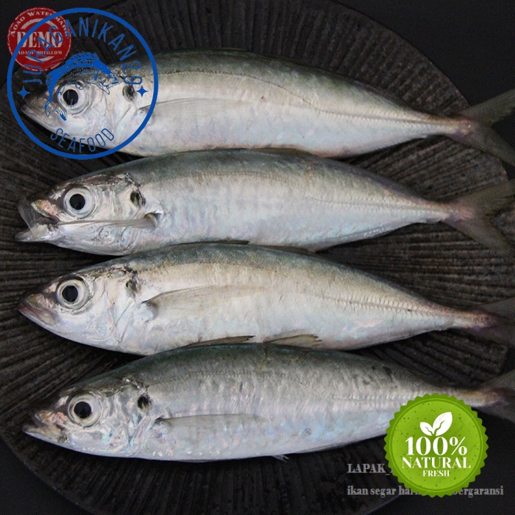 

Ikan Layang Segar 1~Kilogram