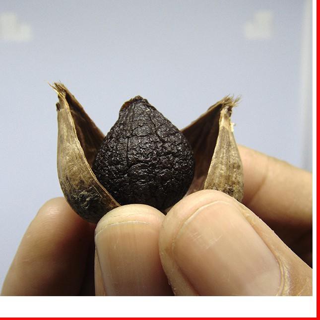 

BAWANG PUTIH HITAM TUNGGAL 1/2 KG -BLACK GARLIC- BAWANG HITAM LANANG D0S1