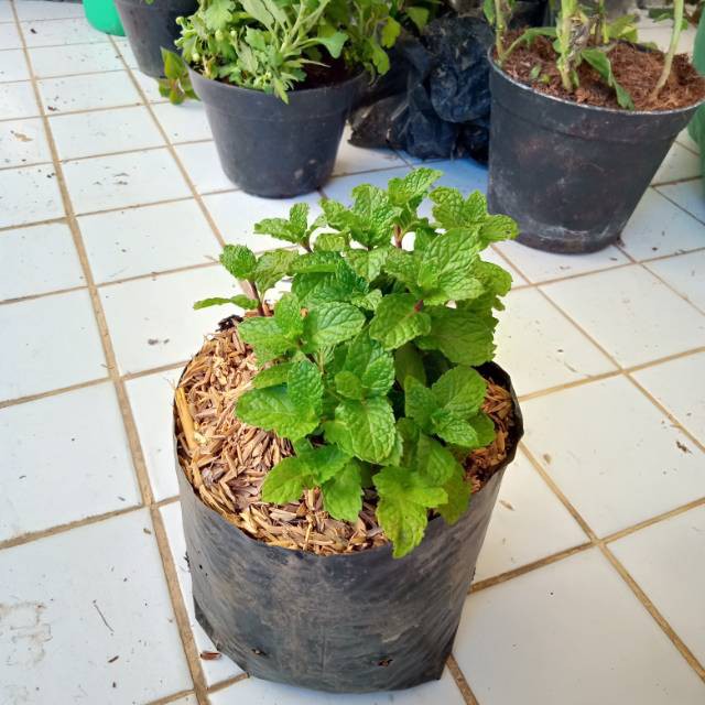 Tanaman Daun mint bibit daun mint spearmint harum segar Spearmint