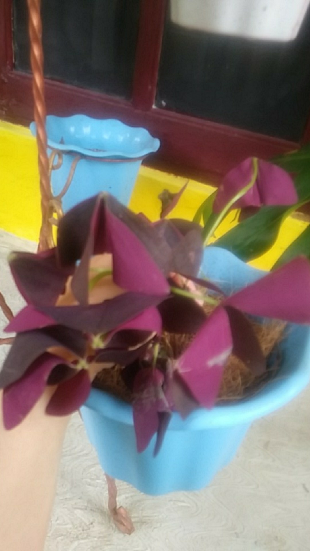 Tanaman Hias Gantung Kupu Kupu - Oxalis Triangularis