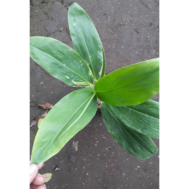 Tanaman andong hijau corak kuning/hanjuang hijau