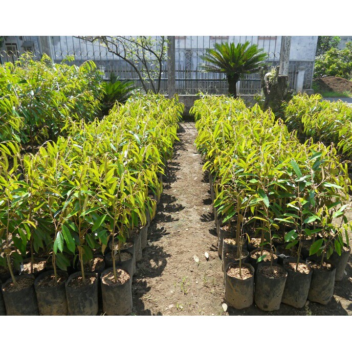 Bibit tanaman durian montong super / monthong super-2