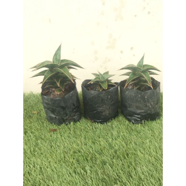 SANSEIVERA LAVRANOS 51