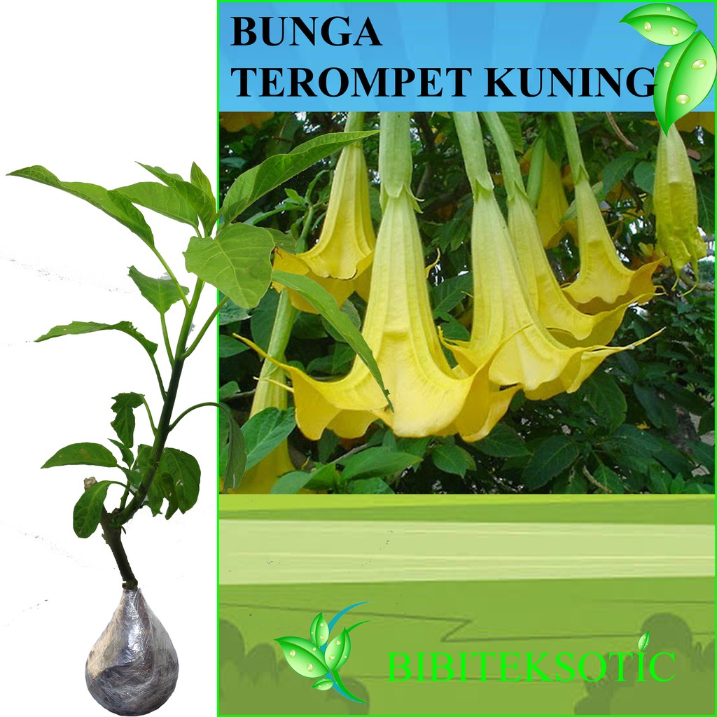 Tanaman Bunga Terompet Kuning Shopee Indonesia