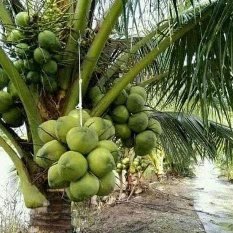 

Kelapa Wulung