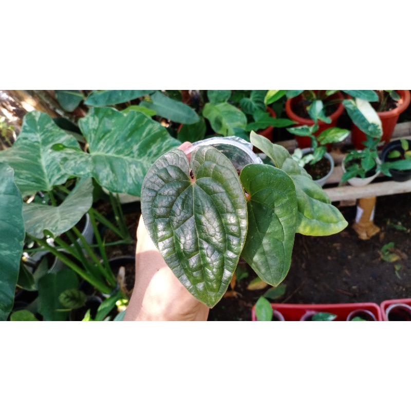 Anthurium Sirih Radicans