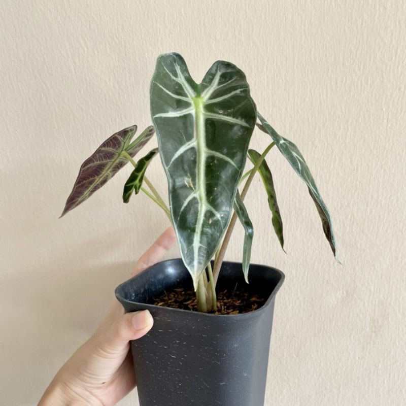 Tanaman Hias Alokasia Bambino Bonus Pot/Alocasia Bambino
