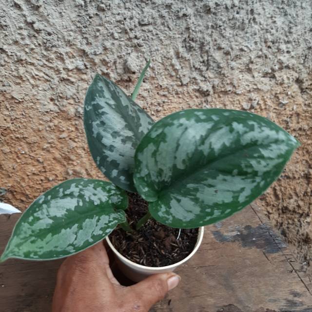 SIRIH GADING SILVER-tanaman sirih gading silver