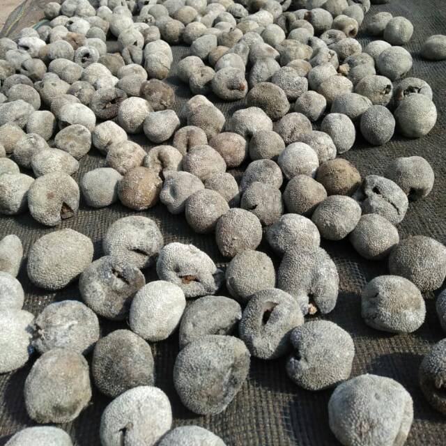 Teripang bola size 50 - 60 pcs