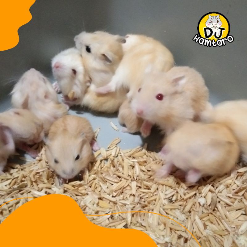 HAMSTER GOLDEN DAN WINTER WHITE PEARL || 2 BULANAN || KHUSUS GOSEND